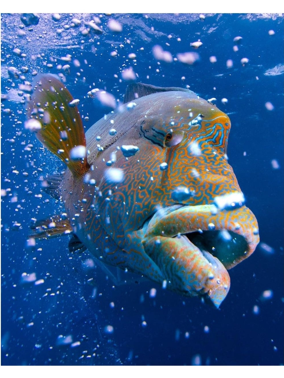 Carbon DiveR x SDF Wrasse Diving Fins