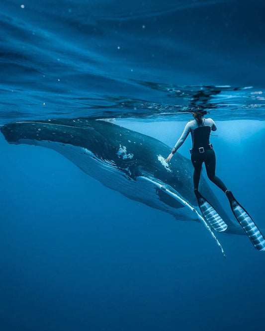 DiveR Fins - STRIPE MARLIN