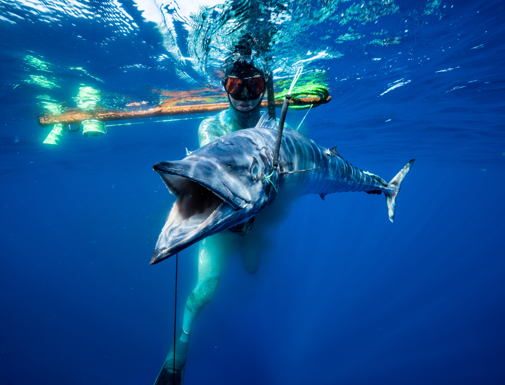 Sdf Fish SDF Australia – Surf Dive Fish Australia