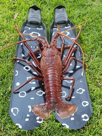 DiveR fin Blades -  SDF x DiveR - The Spotted Eagle Ray Freediving Fin Blades